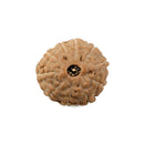 10 Mukhi Rudraksha Bead