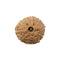 10 Mukhi Rudraksha Bead