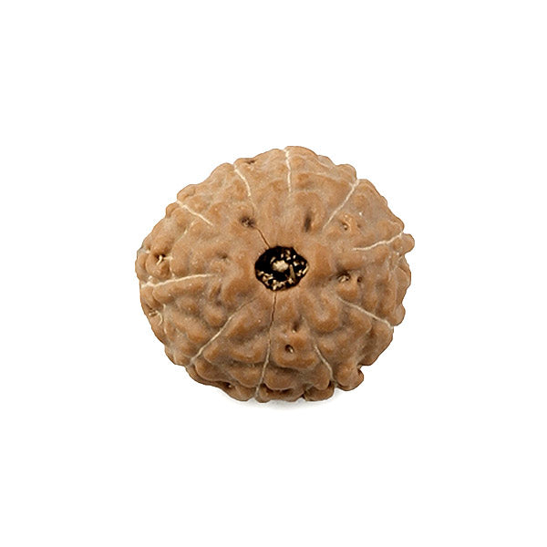 10 Mukhi Rudraksha Bead