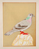 Pigeon - Minature Painting