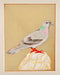 Pigeon - Minature Painting