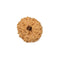 13 Faced Rudraksha Bead from Java
