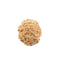 Seven Mukhi Rudraksha