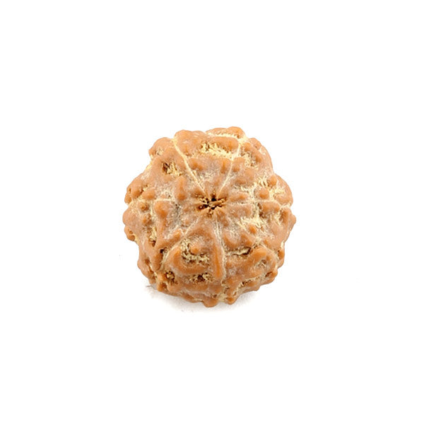 7 Face Rudraksh Bead