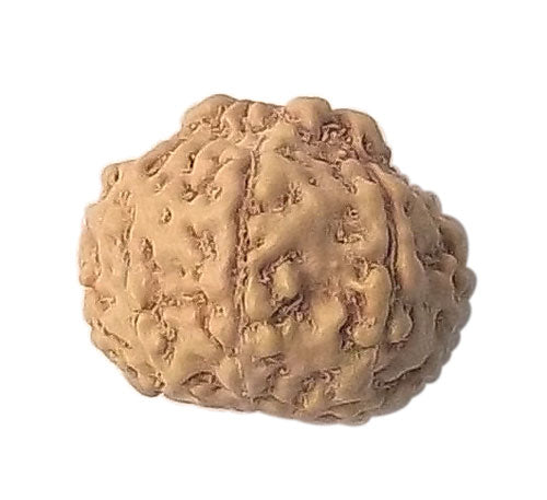 Nine Mukhi (faced) Rudraksha