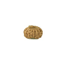 Fourteen Mukhi Rudraksha Bead from Java