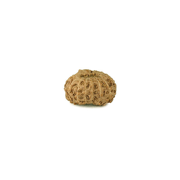Fourteen Mukhi Rudraksha Bead from Java