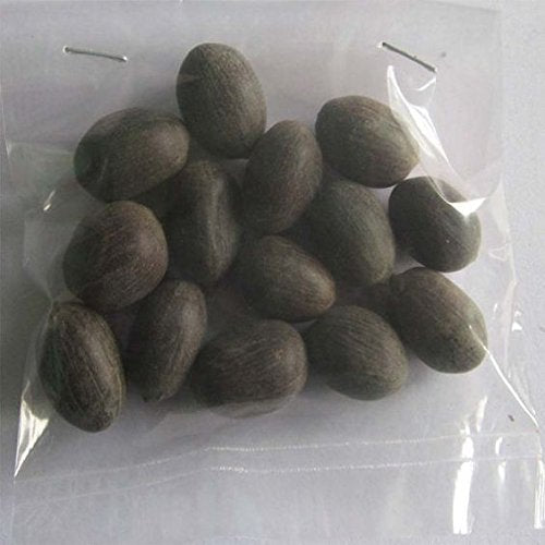 11 Pieces Original Kamal Gatta Seed for Lakshmi Poojan