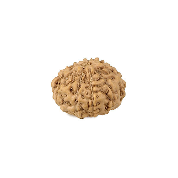 Nine Mukhi Indonesian Rudraksha