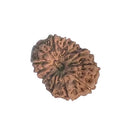 Twelve Mukhi Rudraksha - Indonesian Bead