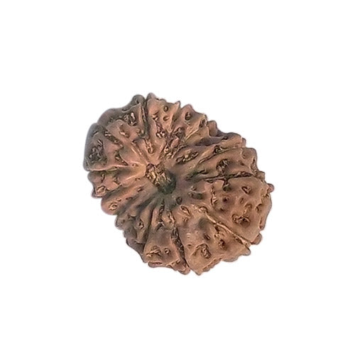 Twelve Mukhi Rudraksha - Indonesian Bead