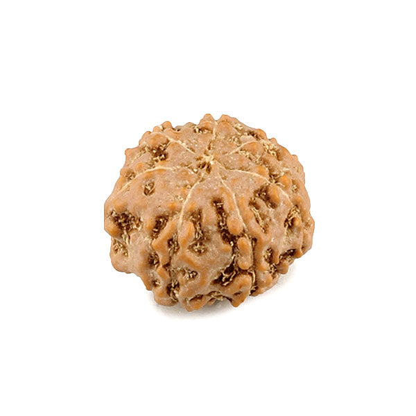 7 Mukhi Rudraksha