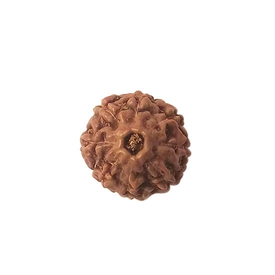 Eight Mukhi Rudraksha Bead
