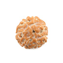 Seven Mukhi Rudraksha
