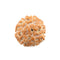 Seven Mukhi Rudraksha