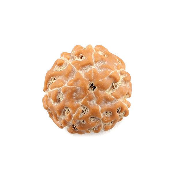 Seven Mukhi Rudraksha