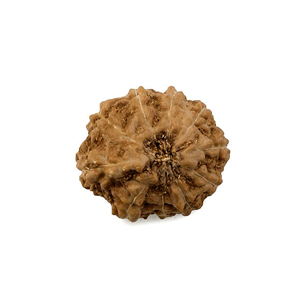 Ten Faced Original Rudraksha Bead