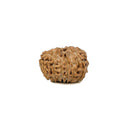 12 Mukhi Rudraksha Bead