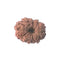 11 Mukhi Rudraksha Bead ofJava