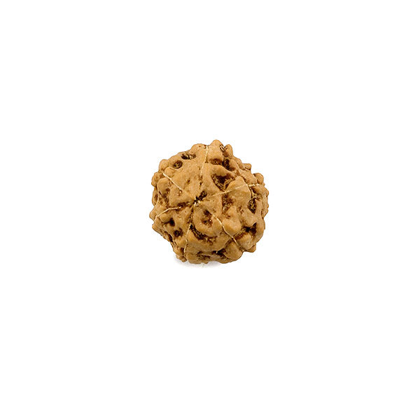 Six Face Rudraksha Bead