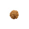 Rudraksha Six Face Bead