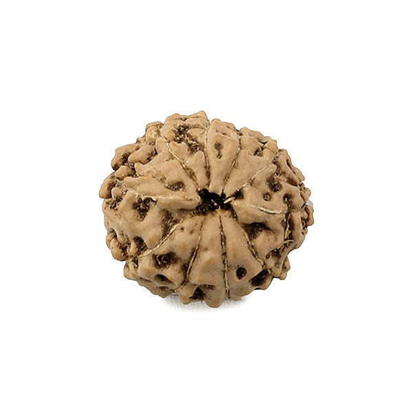 10 Faced Rudraksha Bead