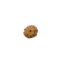 Ashta 8 Mukhi Java Rudraksha