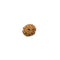 Ashta 8 Mukhi Java Rudraksha