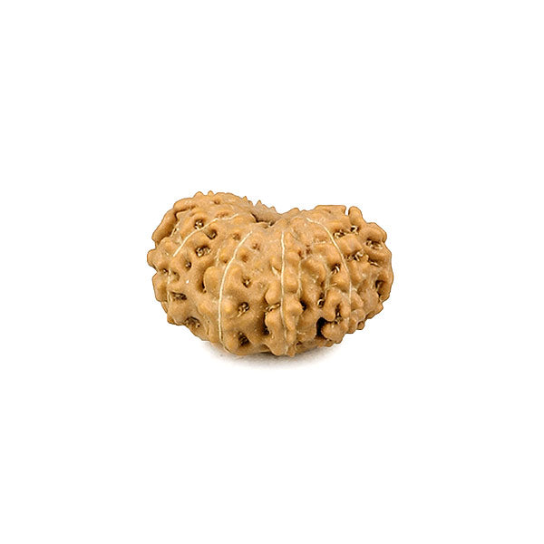 11 Mukhi Rudraksha Bead