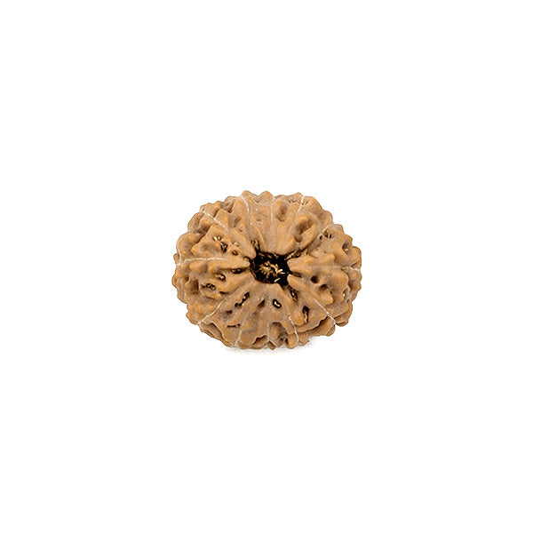 12 Mukhi Rudraksha