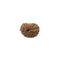 Fourteen Mukhi Java Rudraksha Bead