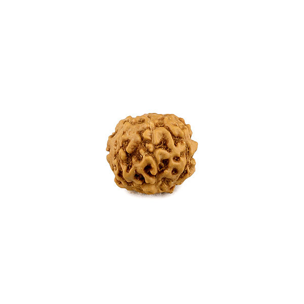 6 Mukhi Rudraksha From Java