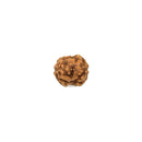 2 Faced Indonesian Rudraksha