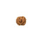 2 Faced Indonesian Rudraksha