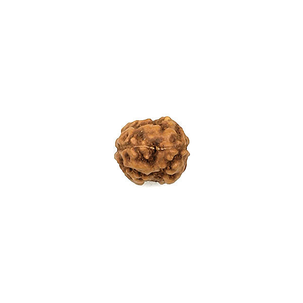 2 Faced Indonesian Rudraksha