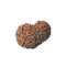 Twelve Mukhi Rudraksha - Indonesian Bead