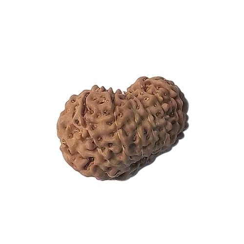 Twelve Mukhi Rudraksha - Indonesian Bead