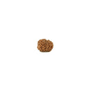 Ten Mukhi Rudraksha from Java