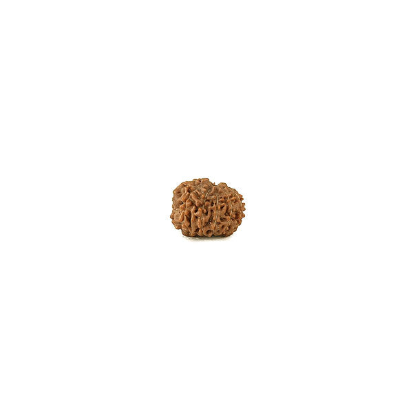 Ten Mukhi Rudraksha from Java