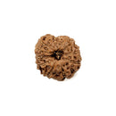 Eleven Mukhi Rudraksha Bead