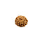 6 Mukhi (Faced) Rudraksha Bead