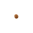 Ten Faced Rudraksha