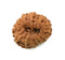 Thirteen Faced Rudraksha Bead