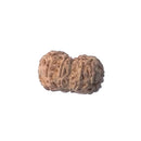 Twelve Mukhi Rudraksha Bead (code:4237)