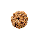 Rudraksha Bead 7 Face