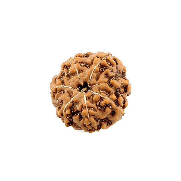 Rudraksha Bead 7 Face
