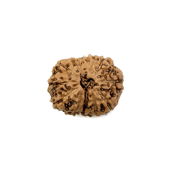 11 Mukhi Rudraksha Bead