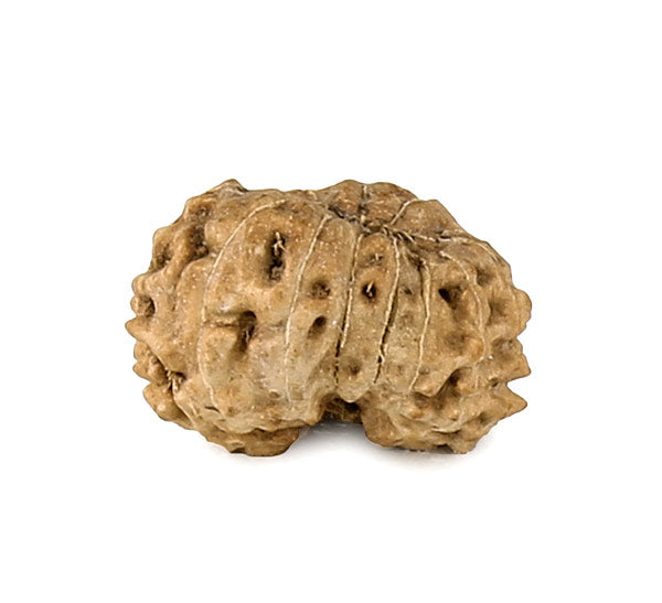 13 Faced Rudraksha