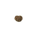 Java Rudraksha 12 Mukhi