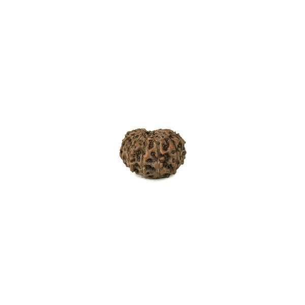 Java Rudraksha 12 Mukhi